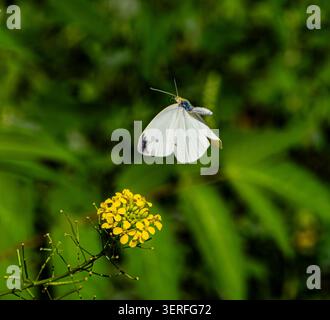 Una farfalla bianca si libra sopra un fiore giallo brillante su un lussureggiante sfondo verde. Il soft bokeh mette in risalto la leggerezza del volo, la bellezza naturale, Foto Stock