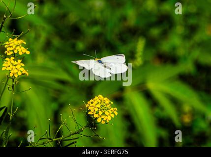 Una farfalla bianca si libra sopra un fiore giallo brillante su un lussureggiante sfondo verde. Il soft bokeh mette in risalto la leggerezza del volo, la bellezza naturale, Foto Stock