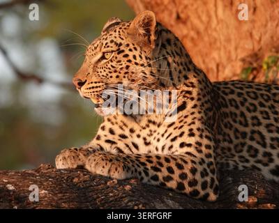 Un leopardo riposa nel ramo di un albero Mashatu nella riserva di caccia Mashatu, Tuli Block, Botswana, con il suo cappotto a rosetta che si illumina nella luce calda. Foto Stock