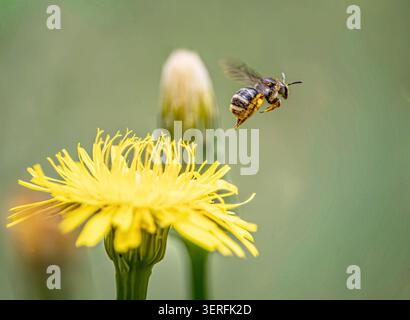 Fiore di dente di leone giallo brillante impollinante di api in luce naturale soffusa Foto Stock