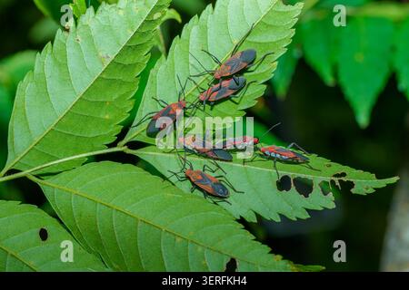 Insetti rossi e neri di sapone raggruppati insieme in un habitat naturale Foto Stock