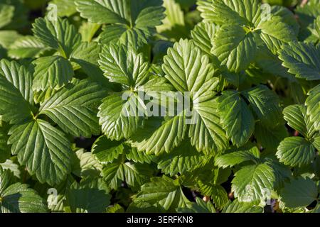 piantine di fragole con foglie verdi prima di piantare , un gran numero di germogli di fragole dolci che crescono insieme in un clima caldo e soleggiato Foto Stock