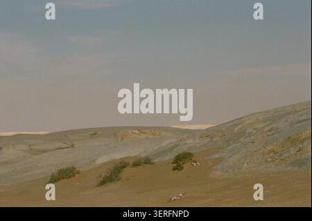 Un paesaggio tranquillo e suggestivo nel deserto Nero dell'Egitto o la zona di transizione tra i deserti bianco e nero, che mostra ondulati scuri disseminati di basalto Foto Stock