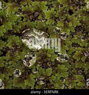 Macro primo piano di gocce d'acqua che poggiano sulle foglie galleggianti idrorepellenti della zanzara Azolla sulla superficie dello stagno Foto Stock