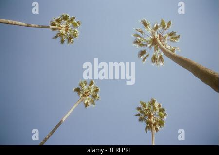 Vista a occhio nudo di quattro palme alte che si avvicinano a un cielo blu morbido, catturata con una calda estetica retrò. Foto Stock
