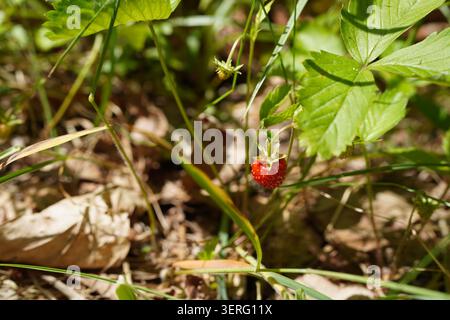 Una sola piccola fragola selvatica matura si appollaia sulla sua pianta tra l'erba naturale della foresta, catturata in primo piano con una luce naturale soffusa Foto Stock