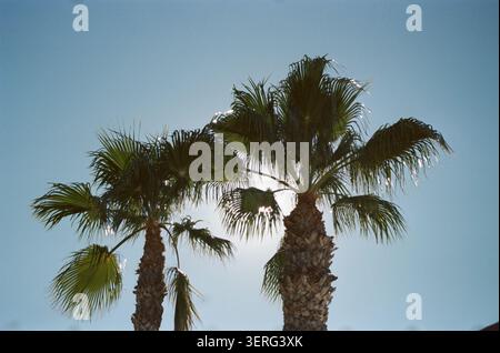 Vista ad angolo basso di numerose palme alte con fronde lussureggianti contro un cielo azzurro limpido, con bagliore del sole che sbircia attraverso le foglie. Calda atmosfera tropicale Foto Stock