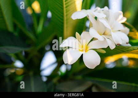 Delicati fiori di frangipani bianchi con centri gialli circondati da foglie verdi rigogliose con una messa a fuoco morbida. Foto Stock