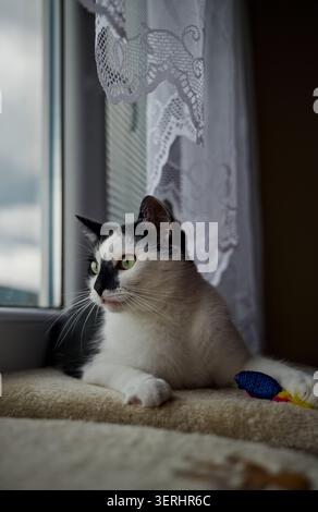 Un gatto bianco e nero riposa vicino alla finestra accanto al suo colorato giocattolo, girando la testa per sbirciare fuori attraverso il vetro con curiosità. Foto Stock