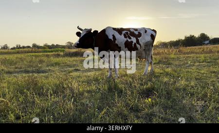 Mucca da latte che si infila sul prato verde al tramonto. Animali simpatici e amichevoli che pascolano nel prato il giorno d'estate. Splendido paesaggio panoramico sullo sfondo Foto Stock