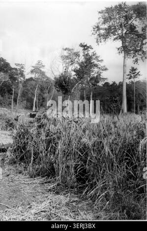 Bruno Dupont de Dinechin documenta la coltivazione del riso nella zona forestale della Côte d'Avorio nel 1960, registrando l'attività agricola e le condizioni di crescita delle colture all'interno di un paesaggio agricolo tropicale umido utilizzato per la produzione di sussistenza. Foto Stock
