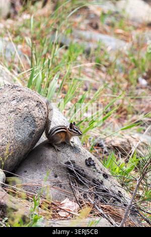 Chipmunk seduto su una roccia nella foresta Foto Stock