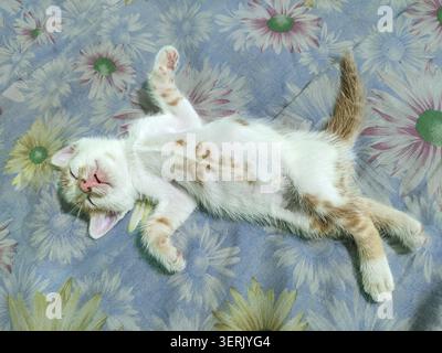 Un simpatico gattino bianco con macchie arancioni che dormono profondamente sulla schiena con zampe su una coperta floreale blu. Foto Stock