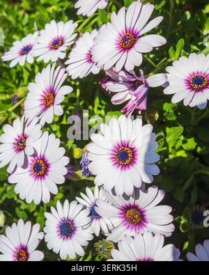 Margherite africane bianche con centri viola, che mostrano fiori di giardino colorati in una luce naturale brillante. Foto Stock