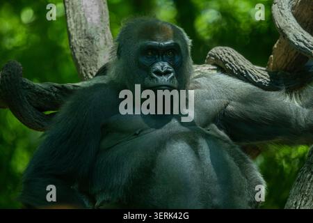 Ritratto di gorilla di pianura occidentale femminile. Zoo del Bronx, New York. Foto Stock