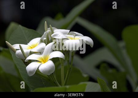 Un gruppo di eleganti fiori bianchi plumeria con vivaci centri gialli fiorisce tra lussureggianti foglie verdi sotto una luce naturale soffusa. Foto Stock