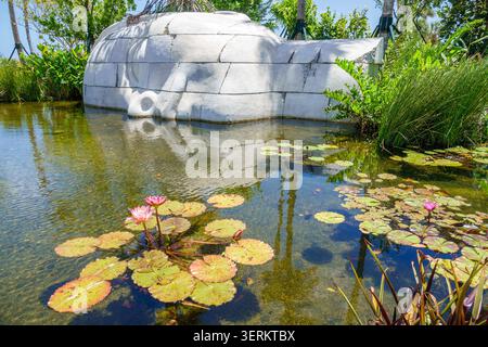 Miami Beach, Florida, Ocean Terrace Park, giardino acquatico, laghetto riflettente, laghetto di ninfee, ninfee, fiori di ninfee, piante acquatiche, ecosistema di laghetti, l Foto Stock