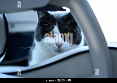 Gatto britannico dai capelli corti seduto sulla sedia del giocatore Foto Stock