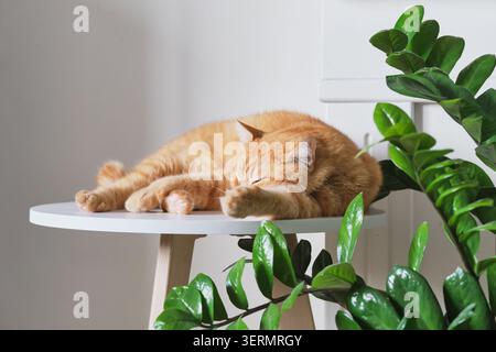 Gatto dello zenzero che dorme su un moderno tavolo minimalista accanto alla pianta verde Foto Stock