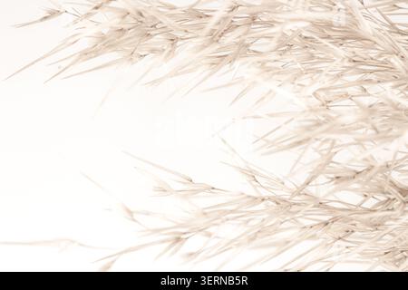 Dettagli macro orizzontali delle teste di semi di erba selvatica soffici su un elegante modello di sfondo di spazio di copia bianco Foto Stock