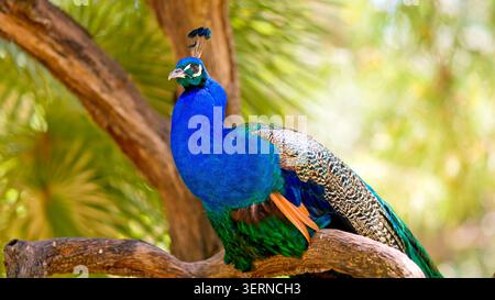 Pavone blu appollaiato sul ramo degli alberi nella foresta Foto Stock