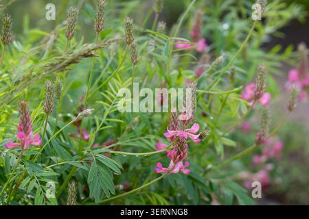 Sainfoin fiorita (Onobrychis viciifolia) con delicati fiori rosa e fogliame verde piumato in un prato naturale. Foto Stock