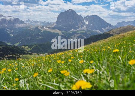 Vibranti fiori selvatici gialli che fioriscono su una lussureggiante collina alpina con un'ampia vista panoramica delle maestose cime rocciose e vallate, Summe Foto Stock