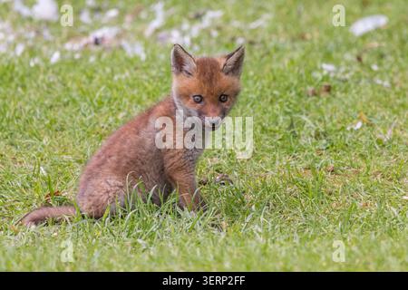 Fox [ Vulpes vulpes ] cucciolo seduto sull'erba, Somerset, Regno Unito Foto Stock