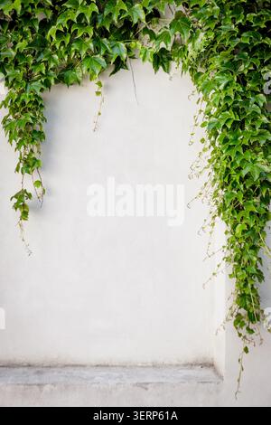 Foglie di edera verde che crescono su un muro bianco nel parco grebovka di praga Foto Stock