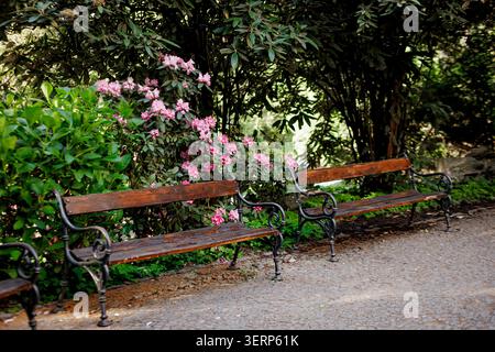 Panche vuote del parco che circondano fiori di rododendro in fiore Foto Stock