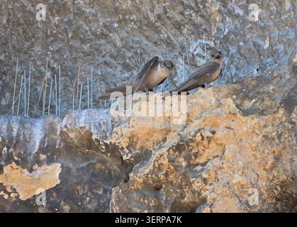 Crag martin abbina le punte anti nidificazione Les Eyzies-de Tayac Dordogne France Foto Stock
