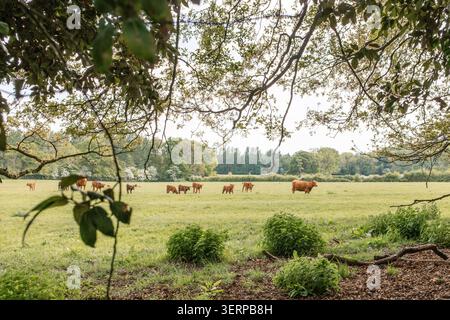 Mandria di mucche brune che camminano attraverso un pascolo verde in una zona rurale Foto Stock