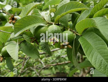Rami di guava con frutti verdi stagionati e fogliame. Frutteto tropicale, foto ravvicinata di psidium guajava Foto Stock