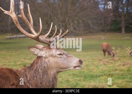 Cervi rossi a Richmond Park, Londra, durante la stagione autunnale Foto Stock
