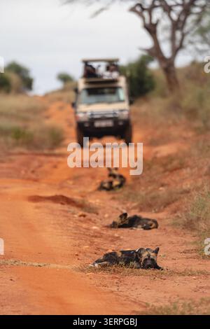 I cani selvatici africani giacciono vicino a un camion da safari Foto Stock