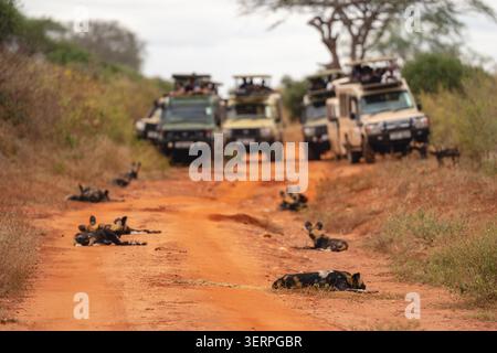 Cani selvatici africani sulla strada vicino alle jeep Foto Stock