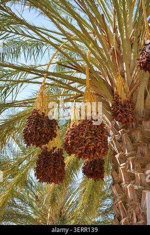 Gruppi di date maturi appesi a una palma. Foto Stock