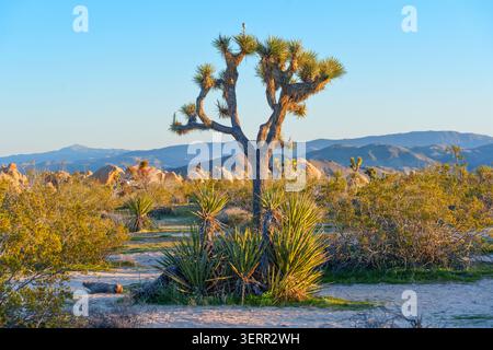 La luce del sole della sera dorata bagna un aspro paesaggio desertico caratterizzato da un maestoso albero di Giosuè circondato da piccole piante di yucca, colline rocciose e lontane Foto Stock