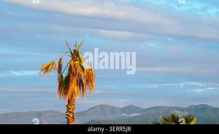 Una singola palma cattura la luce dorata della sera sullo sfondo di lontane creste verdi di montagna e di un cielo blu morbido. Foto Stock