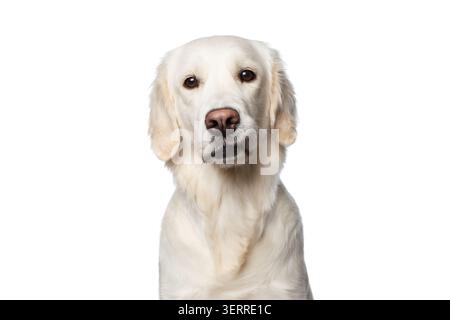 Funny Portrait of Golden Retriever Dog sembra curioso, isolato su White Backgrond Foto Stock