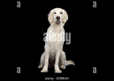 Golden Retriever Dog sitting e osservazione dei cani, isolata sul dorso nero, vista frontale Foto Stock