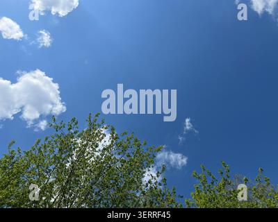 Vista ad angolo basso guardando verso l'alto attraverso il fresco baldacchino verde dell'albero primaverile nel cielo azzurro con nuvole Foto Stock