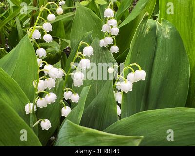 Primo piano di giglio bianco della vallata con fiori a forma di campana e ampie foglie verdi in primavera Foto Stock
