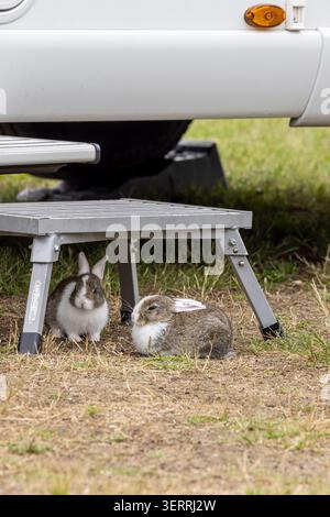 Due giovani conigli si spengono e riposano accanto a un passo pieghevole in metallo presso un camper sull'erba asciutta, trasportando un tranquillo campeggio all'aperto, un delicato comportamento della fauna selvatica Foto Stock