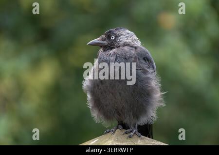 Jackdaw Corvus monedula juvenile arroccato su palo di legno, Norfolk, Regno Unito Foto Stock