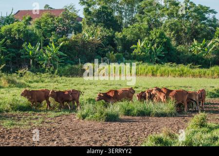 Branco di mucche brune che pascolano in un campo verde vicino a una foresta tropicale Foto Stock