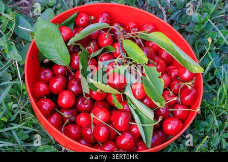 Ciliegie appena raccolte con foglie verdi Foto Stock