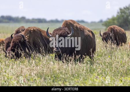 La mandria di bisonti americani (bisonti bisonti bisonti) che pascolano presso il Neal Smith National Wildlife Refuge vicino a Prairie City, Iowa Foto Stock