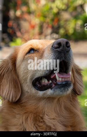 Splendido Golden Retriever in piedi in un giardino soleggiato e guardando attentamente la fotocamera. Foto Stock