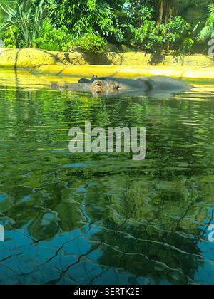 Un grande ippopotamo con la testa e la schiena parzialmente sommerso in un tranquillo laghetto di colore verde. Foto Stock